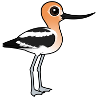 American Avocet