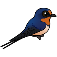 Barn Swallow