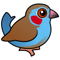 Red-cheeked Cordonbleu