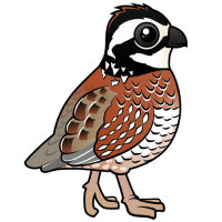 Northern Bobwhite