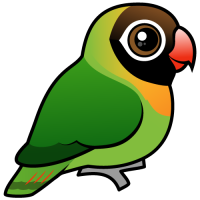 Black-cheeked Lovebird