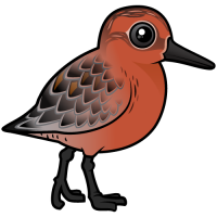 Red Knot