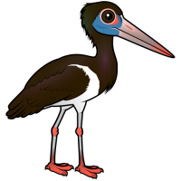 Abdim's Stork