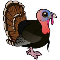 Wild Turkey