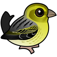 Atlantic Canary