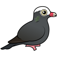 White-crowned Pigeon