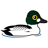 Common Goldeneye