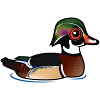 Wood Duck