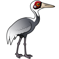White-naped Crane