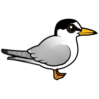 Little Tern