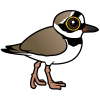 Little Ringed Plover