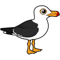 Pacific Gull
