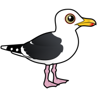Western Gull