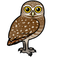 Burrowing Owl