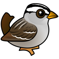 White-crowned Sparrow