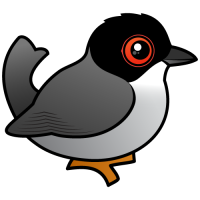 Sardinian Warbler