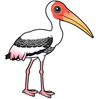 Painted Stork