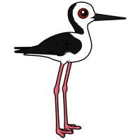 Pied Stilt
