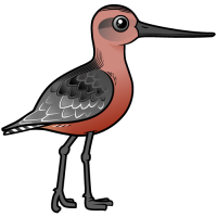 Bar-tailed Godwit
