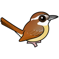 Carolina Wren