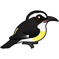 Bananaquit