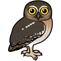 Elf Owl