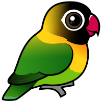Yellow-collared Lovebird