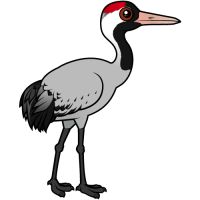 Common Crane