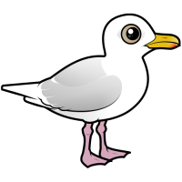 Iceland Gull