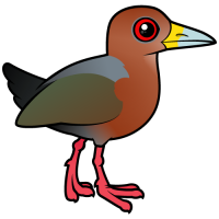 Rufous-necked Wood-Rail