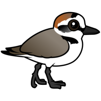 Kentish Plover