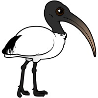 Sacred Ibis