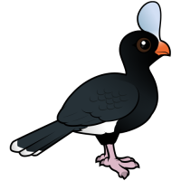Helmeted Curassow