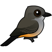 Say's Phoebe