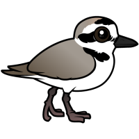 Snowy Plover