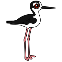 Black-necked Stilt