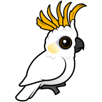 Yellow-crested Cockatoo