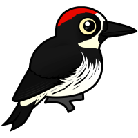 Acorn Woodpecker