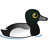 Greater Scaup