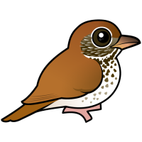 Wood Thrush