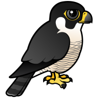Peregrine Falcon