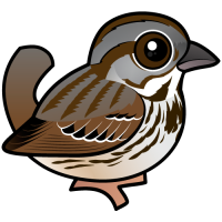Song Sparrow