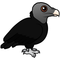 American Black Vulture