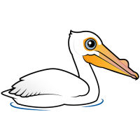 American White Pelican