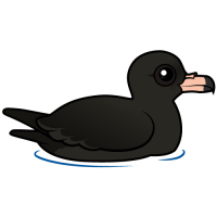 Flesh-footed Shearwater