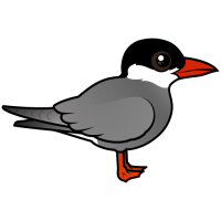Whiskered Tern