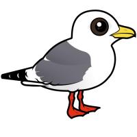 Red-legged Kittiwake