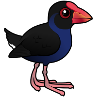Australasian Swamphen