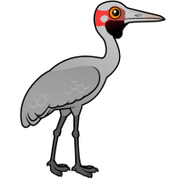 Brolga