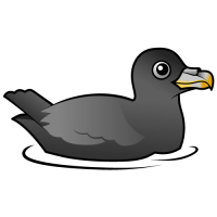 Northern Fulmar